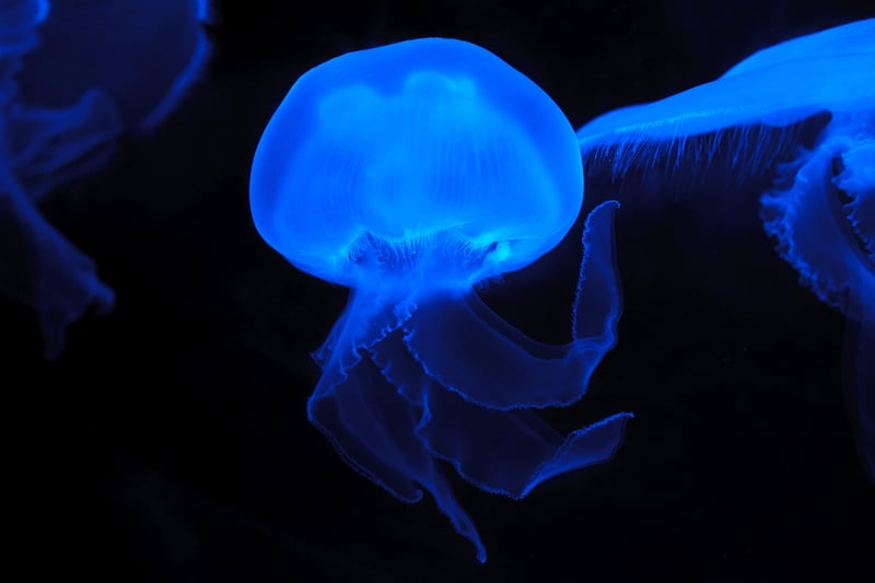 Bioluminescent Beauty
